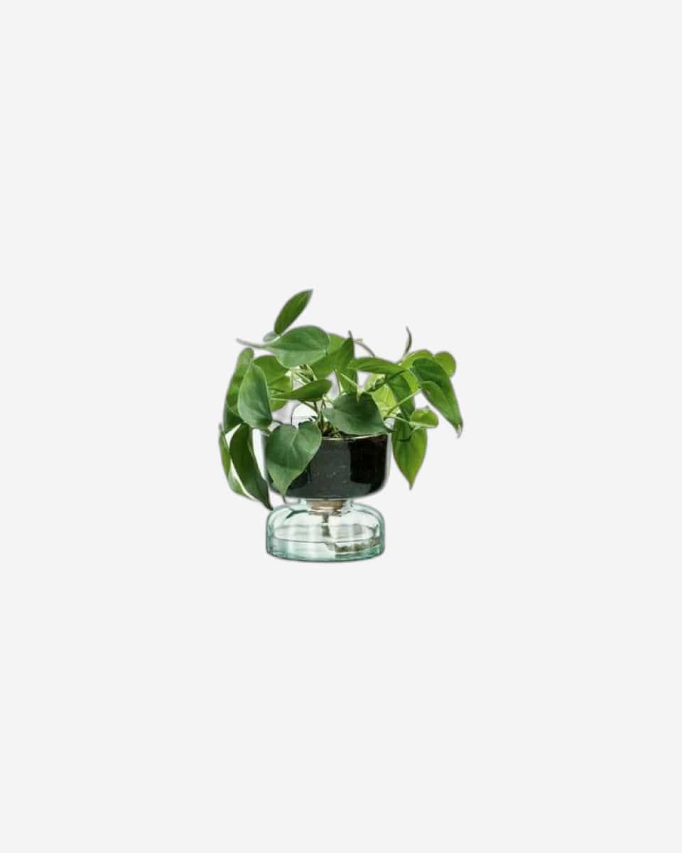 canopy self watering planter Buy Lsa Canopy Self Watering Planter Clear/Part Optic Online in UAE