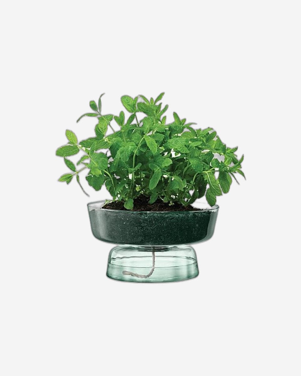 Lsa Canopy Self Watering Planter Recycled/Part Optic