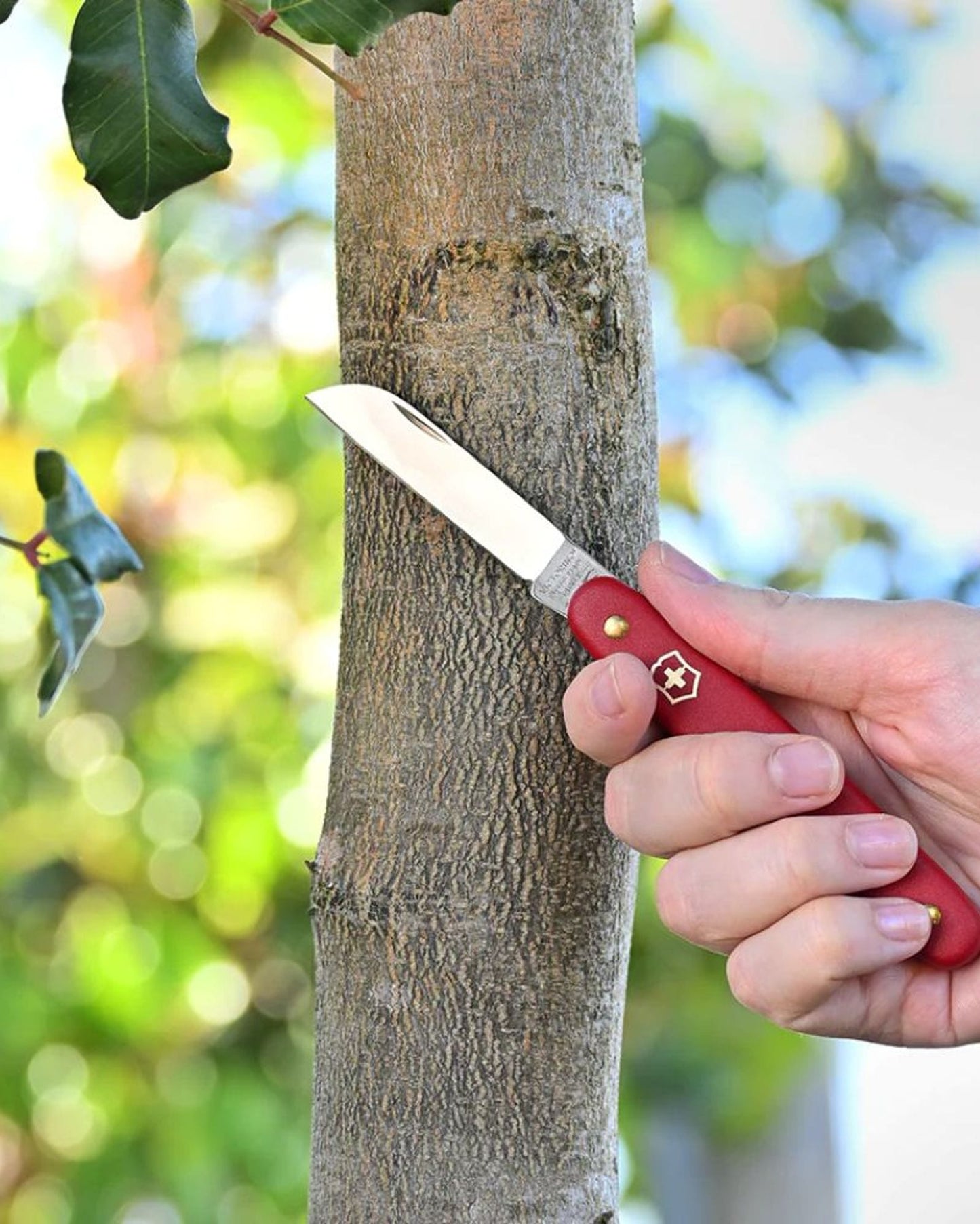 Victorinox Floral Knife Red - 3.905