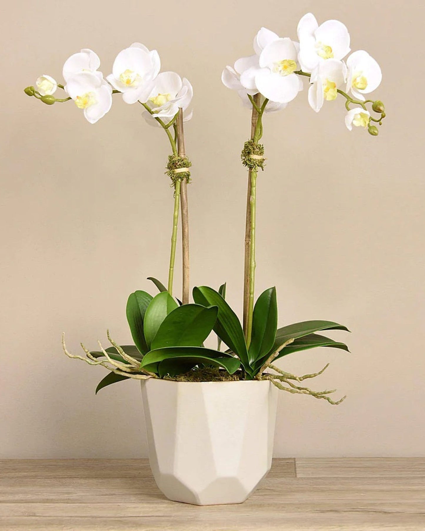 Linen Obsession "Sleek Geometric Pot" Orchid Plant in White