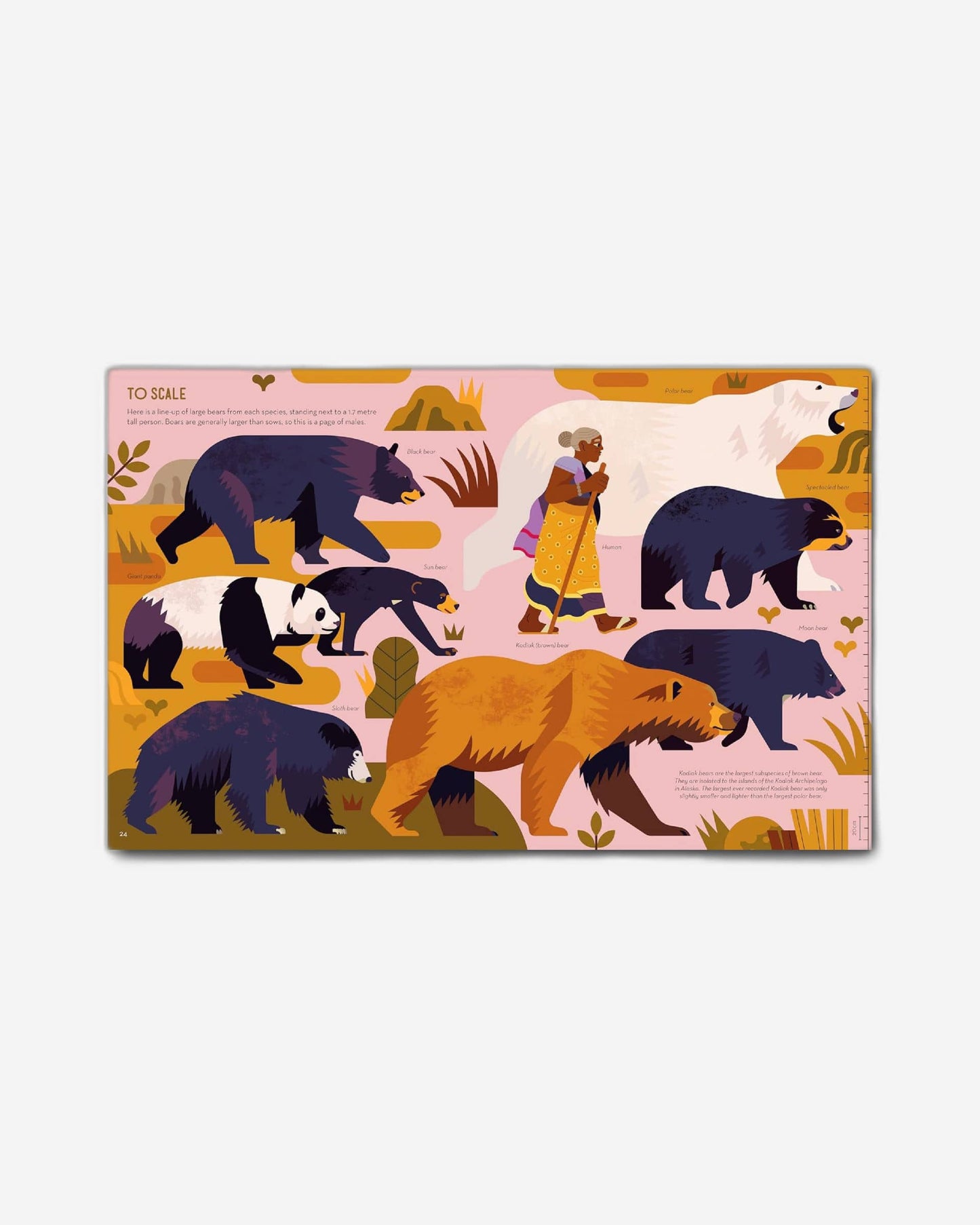 Brainy About Bears