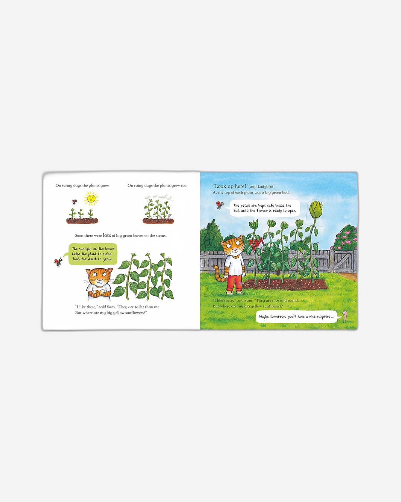 National Trust: Sam Plants a Sunflower