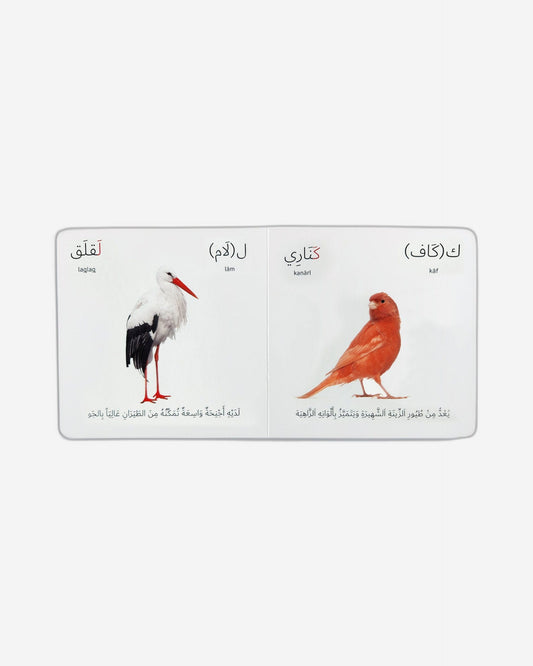 Birds