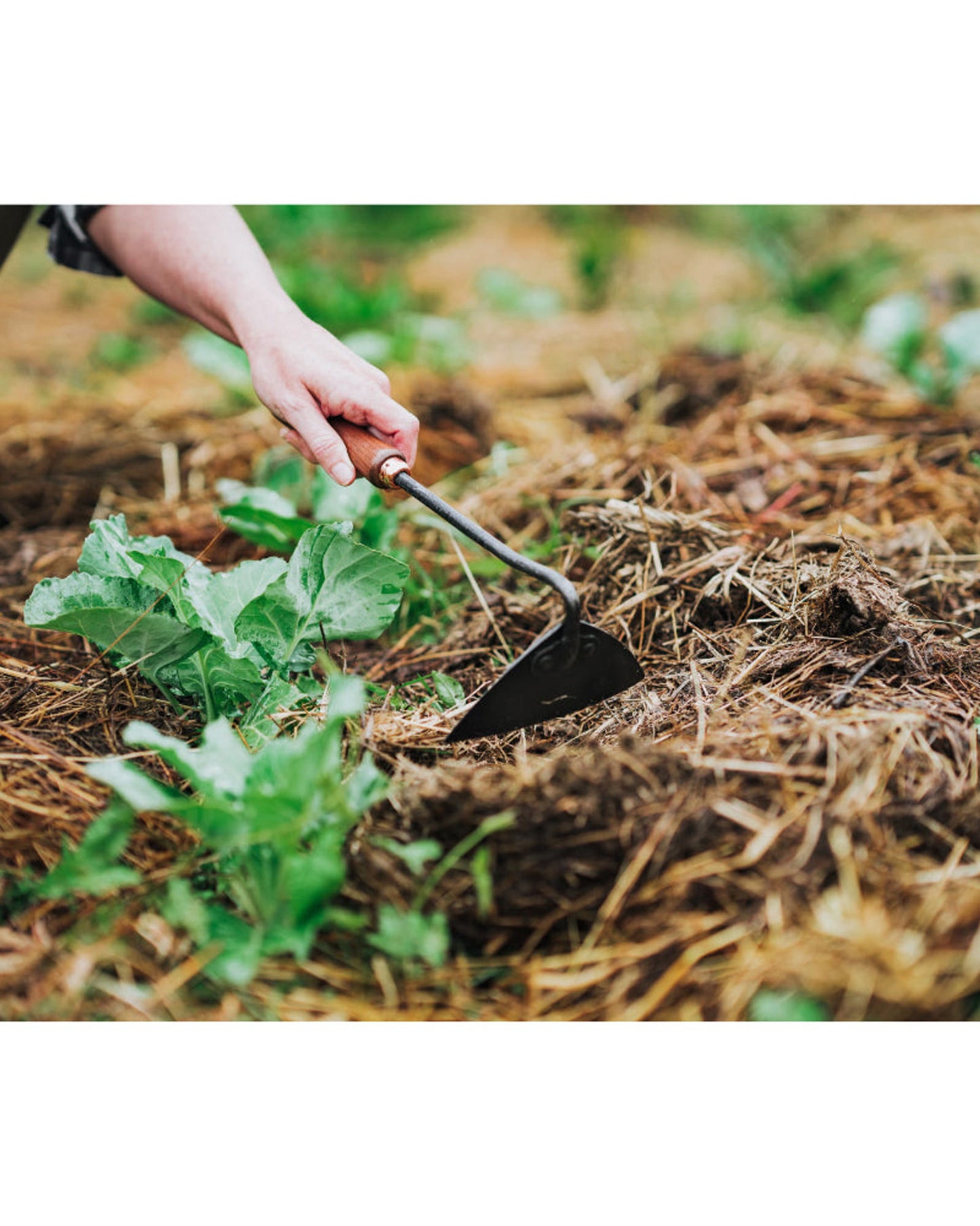 BareBones - Triangle Hoe - Walnut/Black