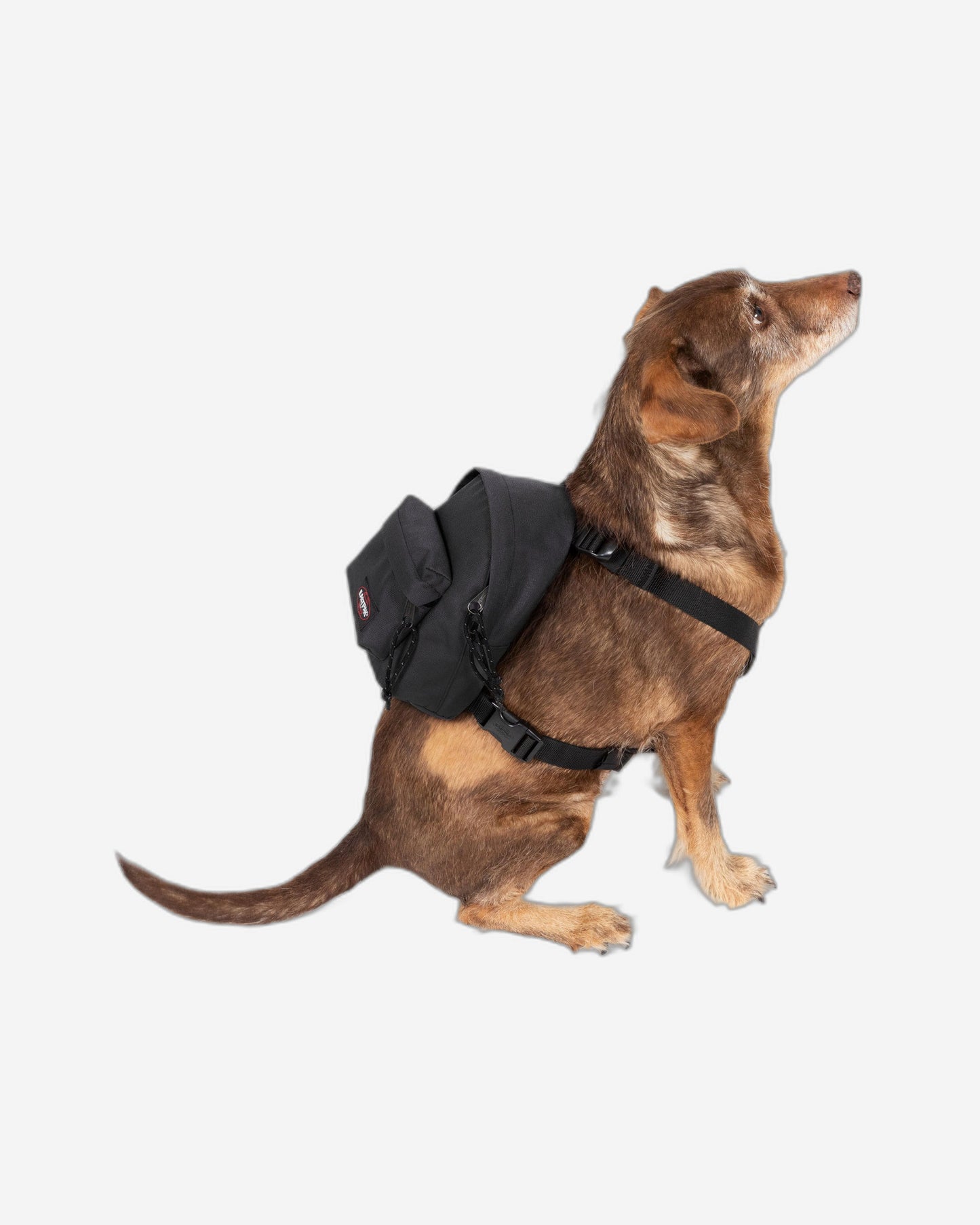 Eastpak Dog Pak'R Black Small Dog Backpack
