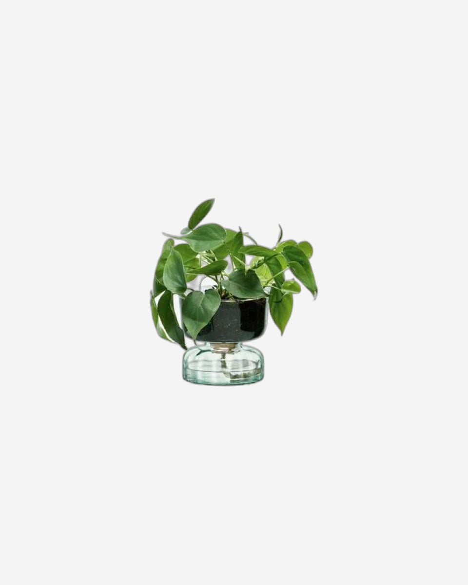 Lsa Canopy Self Watering Planter Clear/Part Optic