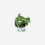 Lsa Canopy Self Watering Planter Clear/Part Optic