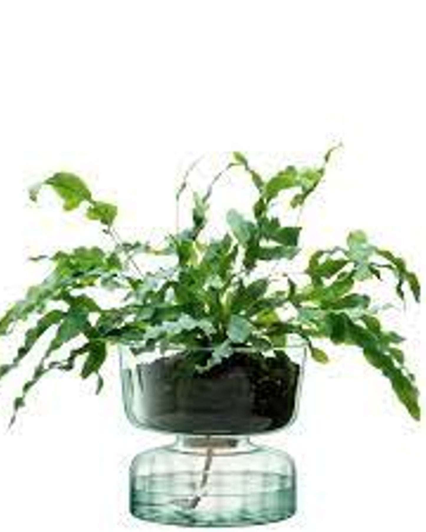 Lsa Canopy Self Watering Planter Clear/Part Optic