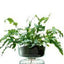 Lsa Canopy Self Watering Planter Clear/Part Optic
