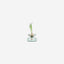 Lsa Canopy Vase/Bulb Planter  Clear