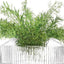 Rotunda Wide Vase H14cm Clear