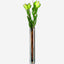 Lsa Epoque Vase  Amber/Lustre