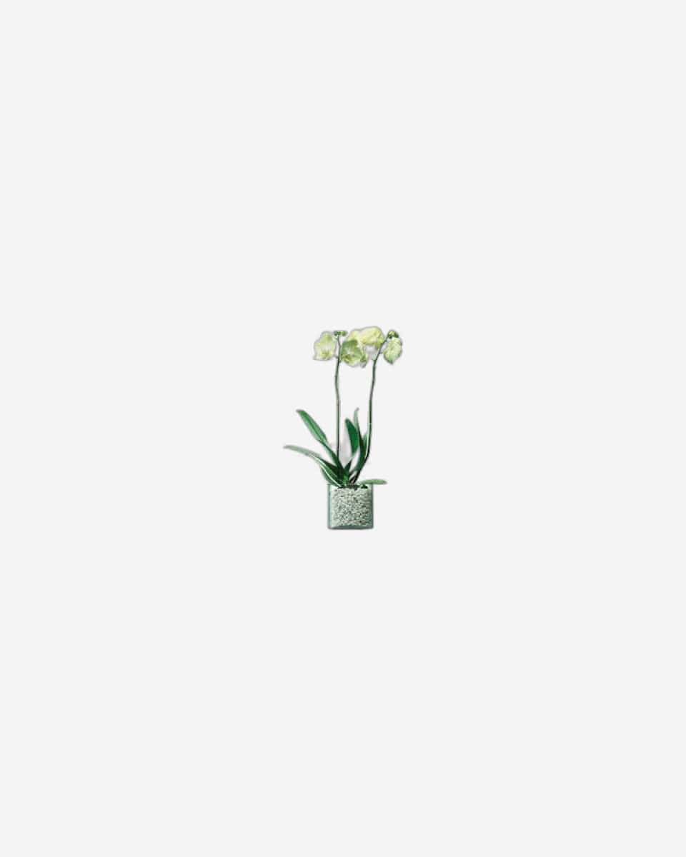Lsa Canopy Planter Recycled