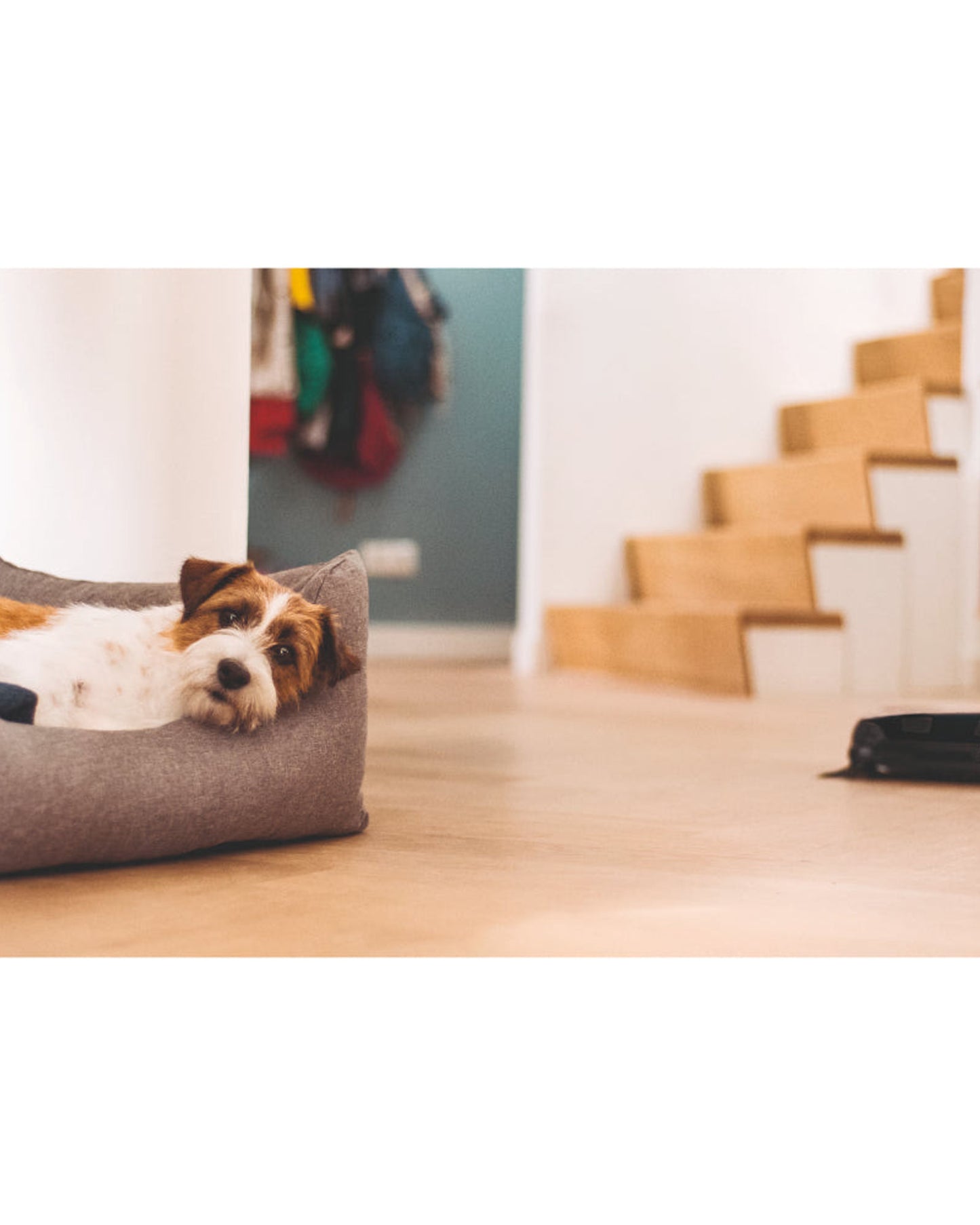 Miele Robot Vacuum Cleaner Scout RX3 OBSW with 3D Smart Navigation and Quattro Cleaning Power