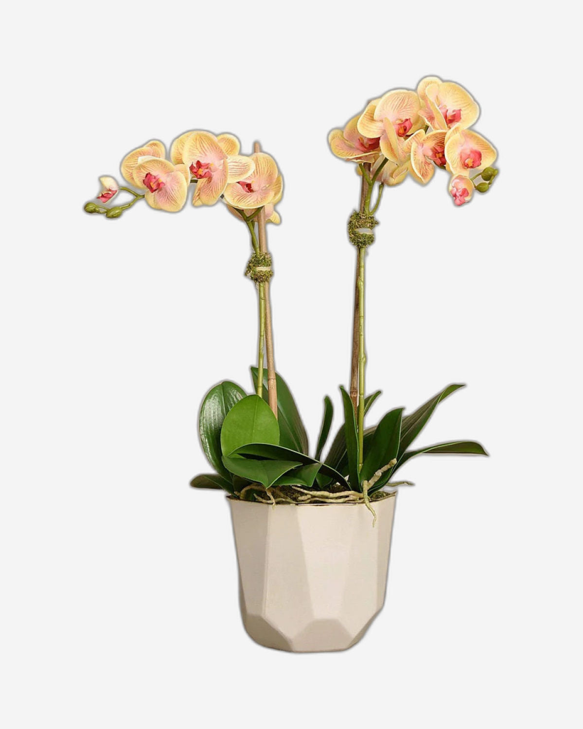 Linen Obsession "Sleek Geometric Pot" Orchid Plant in Yellow