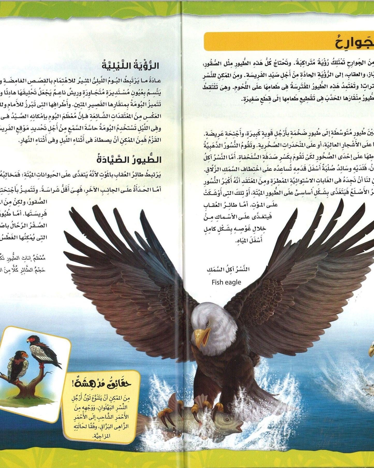 The Birds