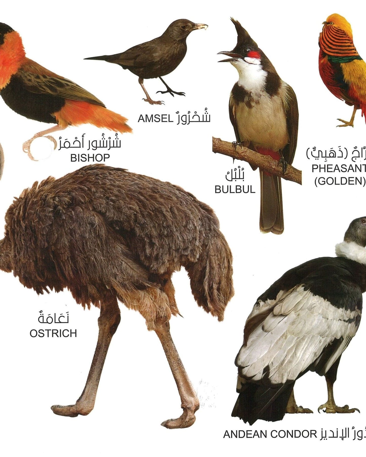 My first library is animals and birds