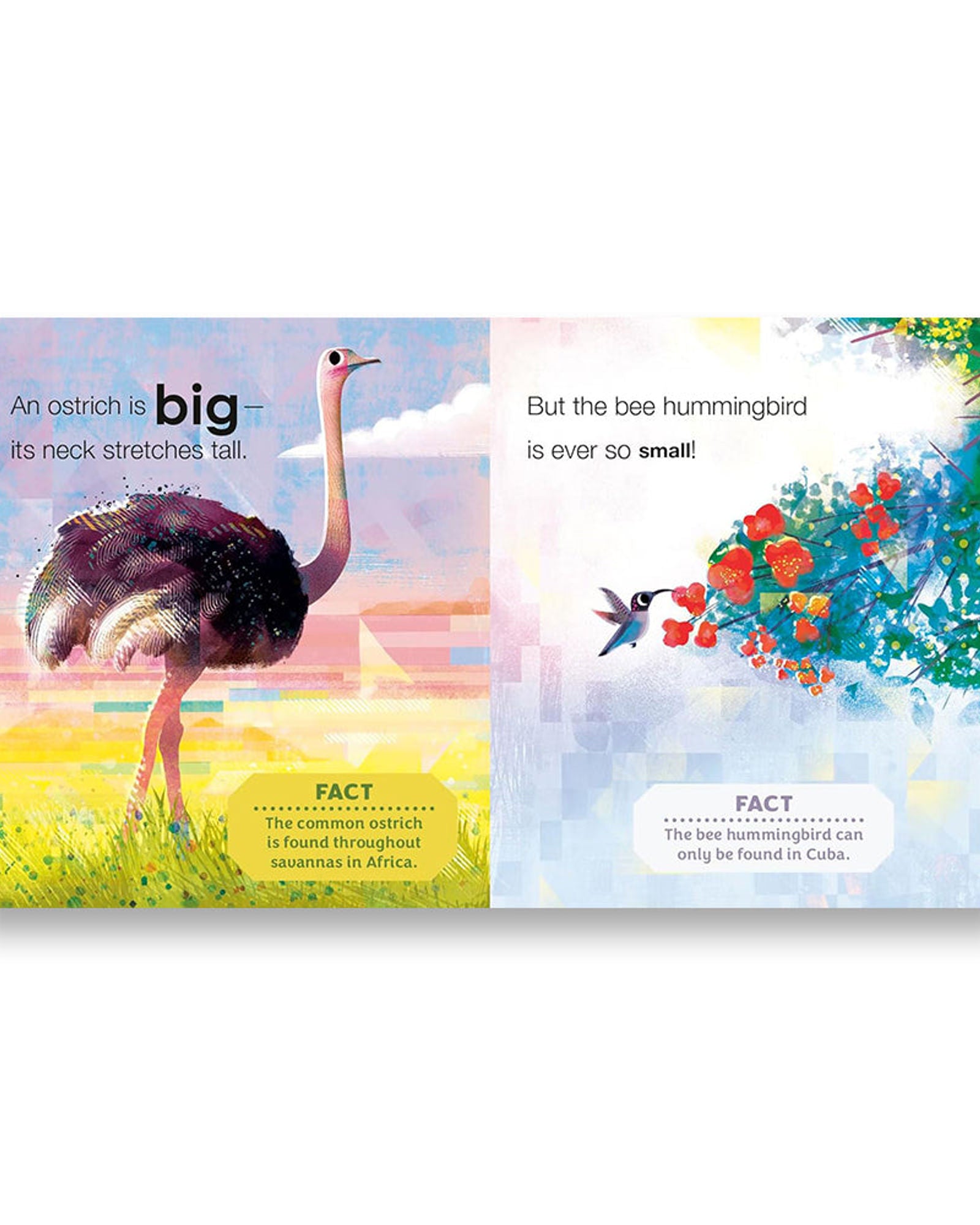 Birding for Babies: Birds Around the World : An Opposites Book