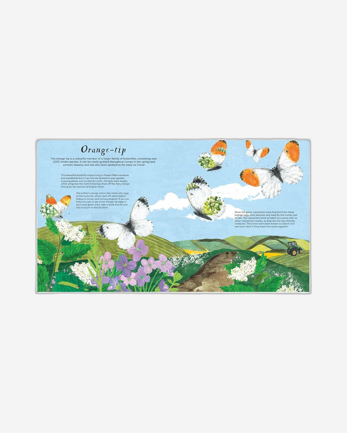 National Trust: Butterfly Skies : Press out and learn about 20 beautiful butterflies