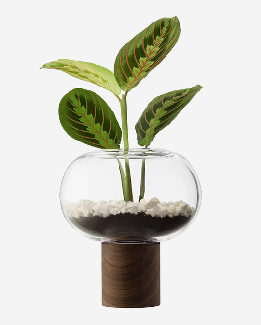 LSA Clear Walnut Oblate Vase