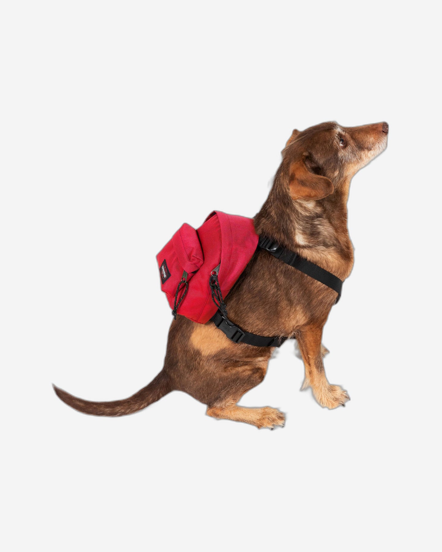 Eastpak Dog Pak'R Sailor Red Small Dog Backpack - EK0A5BEO84Z