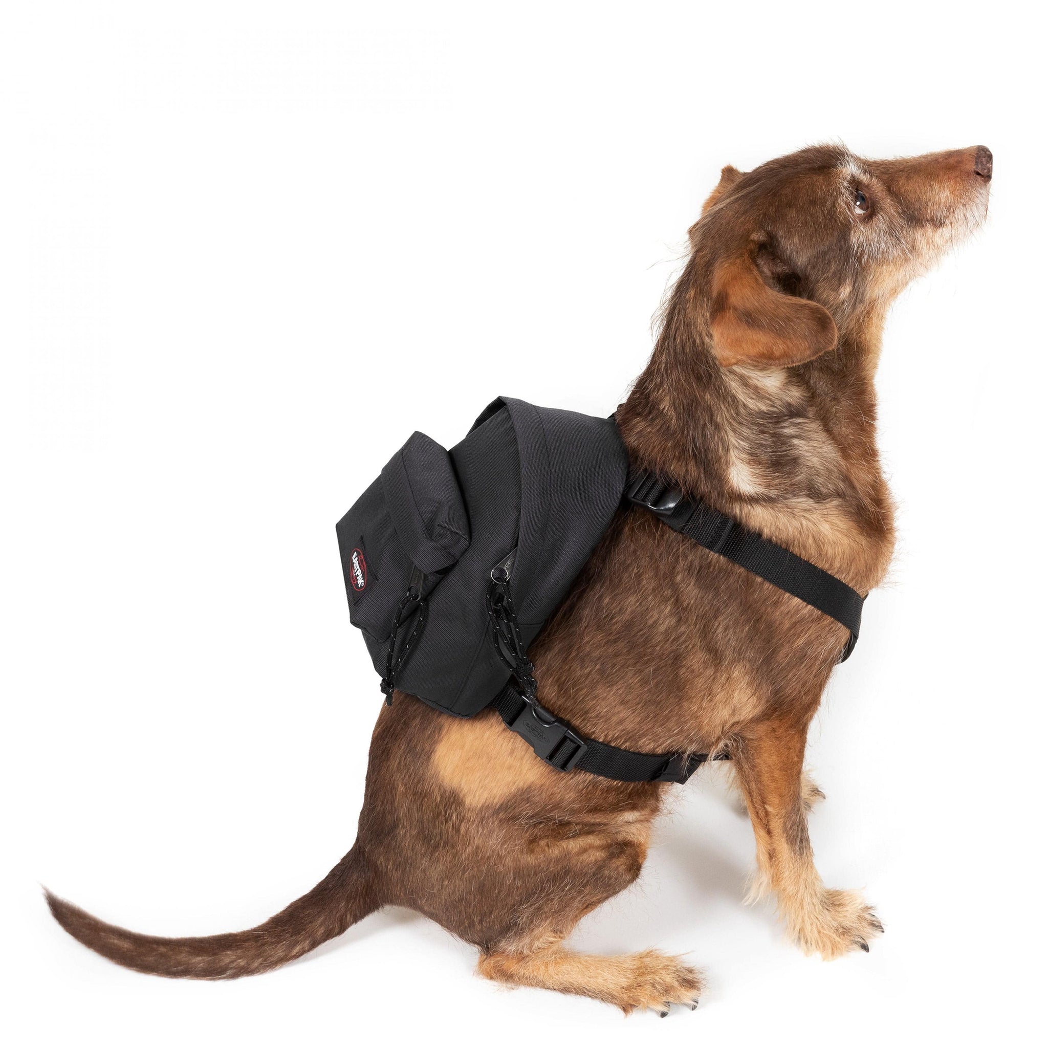 Eastpak Dog Pak'R Black Small Dog Backpack